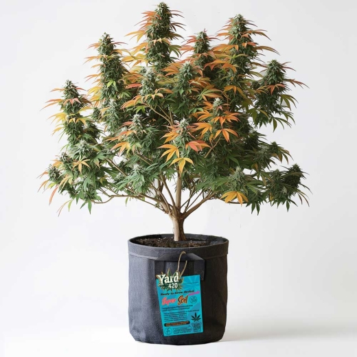 Grow Bucket Living Soil organic